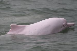 Chinese white dolphin